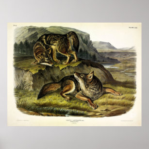 Prairie Wolf (Coyote) from Audubon's Quadrupeds Poster