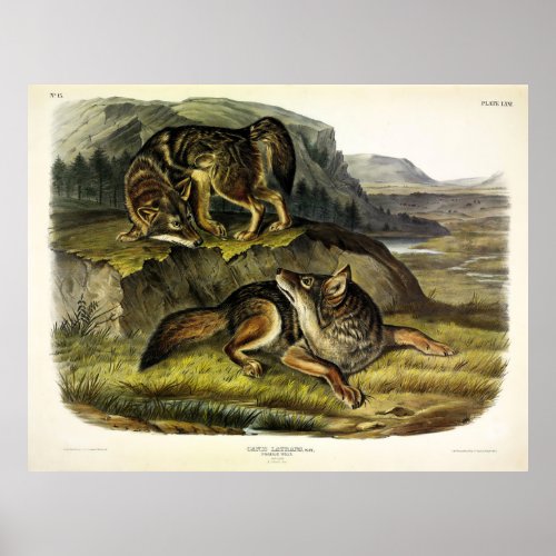 Prairie Wolf Coyote from Audubons Quadrupeds Poster