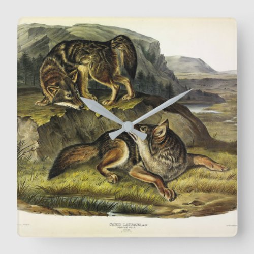 Prairie Wolf Coyote from Audubons Quadrupeds Square Wall Clock