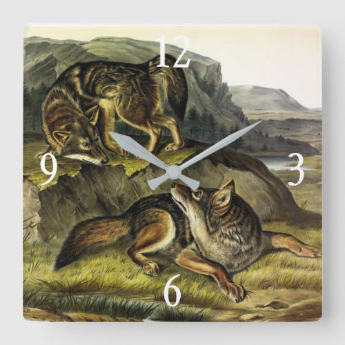 Prairie Wolf Coyote from Audubons Quadrupeds Square Wall Clock