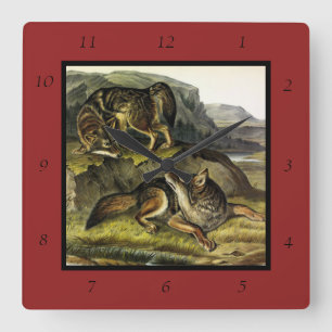 Prairie Wolf (Coyote) from Audubon's Quadrupeds Square Wall Clock