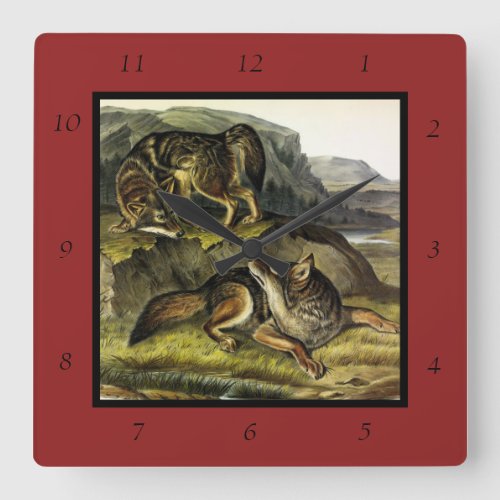 Prairie Wolf Coyote from Audubons Quadrupeds Square Wall Clock