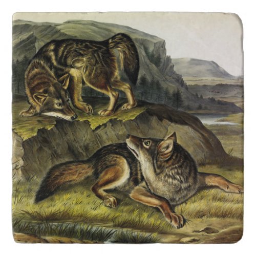 Prairie Wolf Coyote from Audubons Quadrupeds Trivet