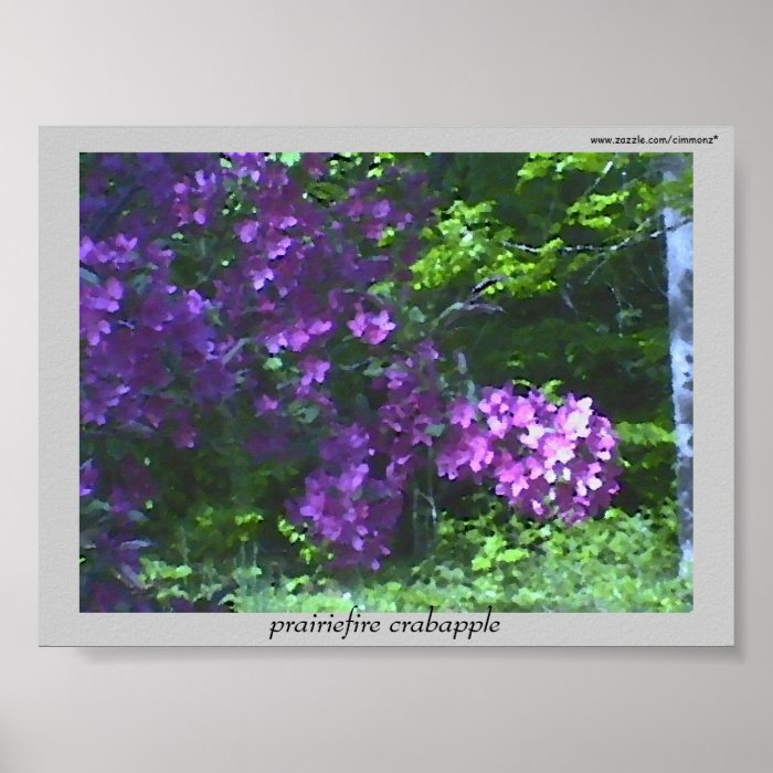 Prairiefire Crabapple ~ print