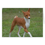 Prancing Basenji Dog Cards