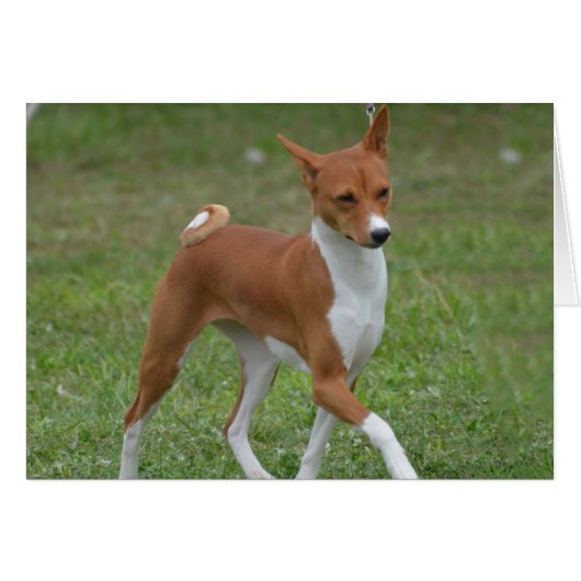 Prancing Basenji Dog Cards (Front Horizontal)