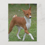 Prancing Basenji Dog Postcard