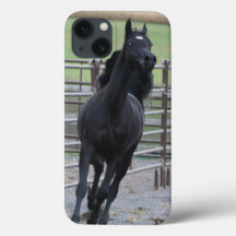 Prancing Black Arabian