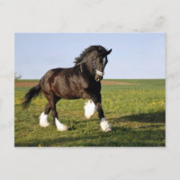 Prancing Clydesdale