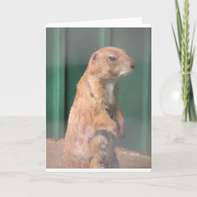 Prarie dog. card (Front)