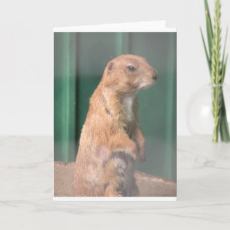 Prarie dog. card