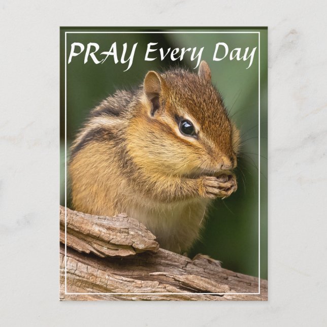 Pray Every Day Chipmunk  Postcard (Front)