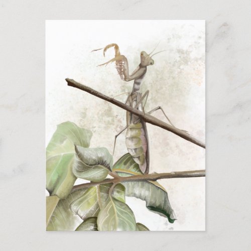 Pray Mantis watercolor  Postcard