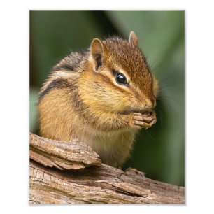 Prayerful Chipmunk Photo Print
