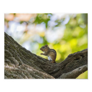 Praying Chipmunk Photo Print