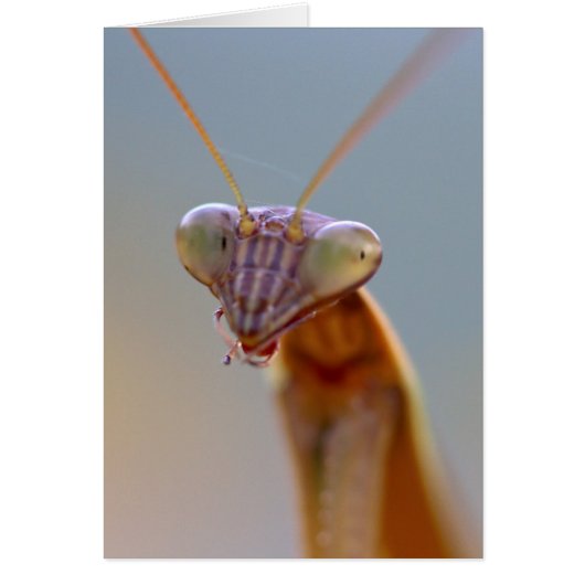 Praying Mantids Cards (Front)
