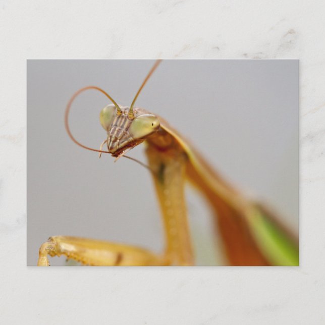 Praying Mantids Postcard (Front)