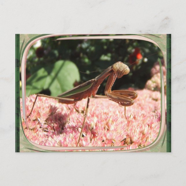 Praying Mantis 64 ~ postcard (Front)