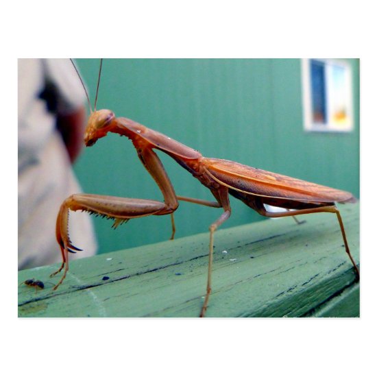 Praying Mantis & ant Postcard