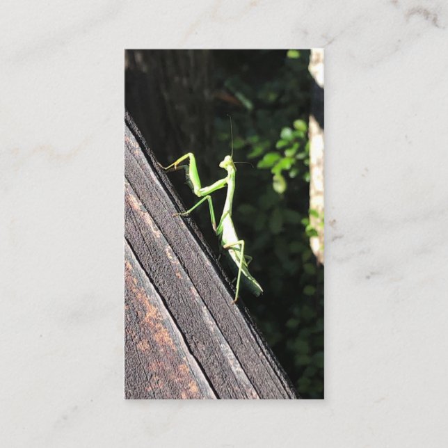 Praying Mantis  Business Card (Front)