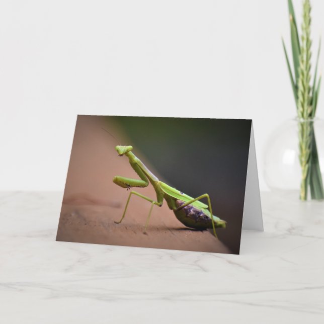 Praying Mantis, card (Front)