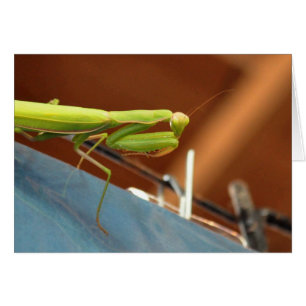 Praying Mantis Cards