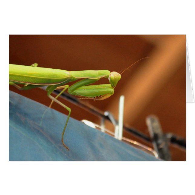 Praying Mantis Cards (Front Horizontal)