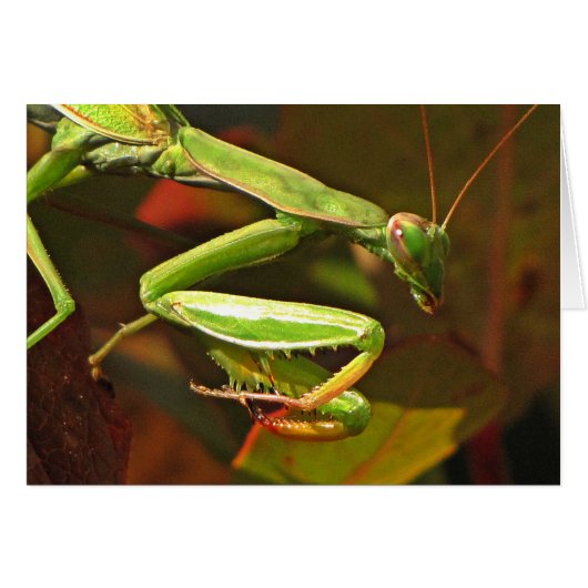 Praying Mantis Cards (Front Horizontal)