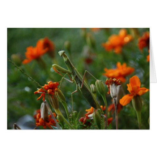 Praying Mantis Cards (Front Horizontal)