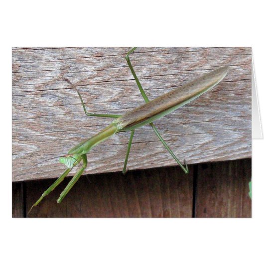 Praying Mantis Cards (Front Horizontal)