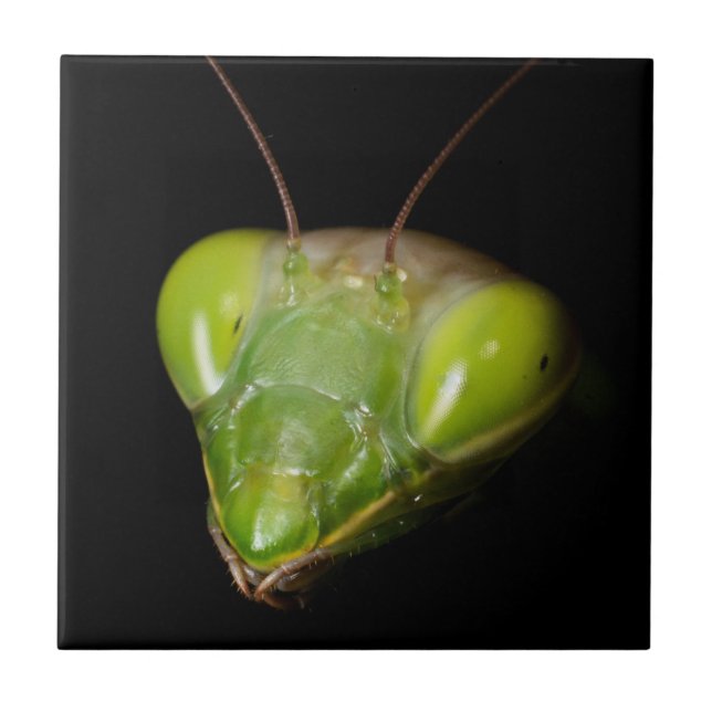 Praying mantis ceramic tile (Front)