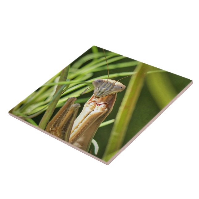 Praying Mantis Ceramic Tile (Side)
