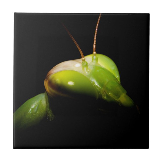 Praying mantis ceramic tile (Front)