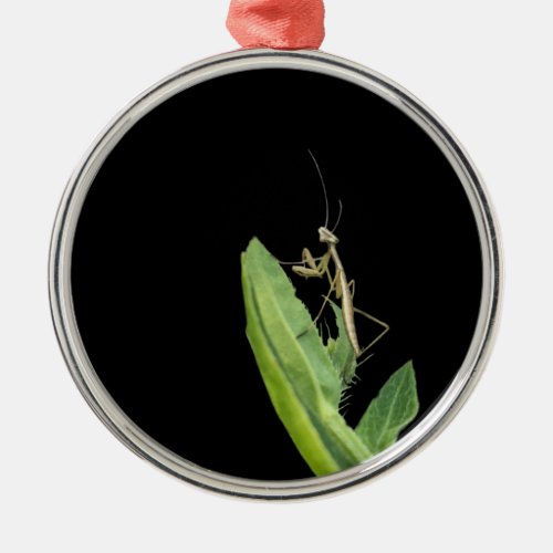 Praying Mantis Christmas Ornament