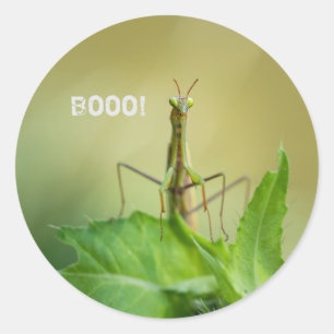 Praying mantis  classic round sticker