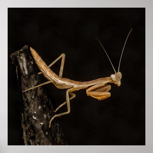 Praying Mantis Cute And Creepy Insect Art Poster