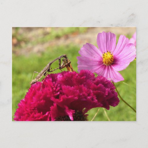 Praying Mantis Dining on a Moth Postcard