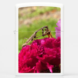 Praying Mantis Dining on a Moth Zippo Lighter