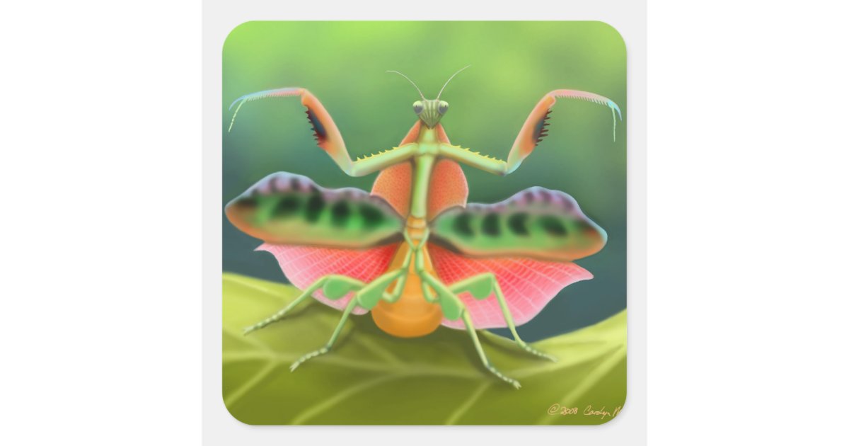 Praying Mantis Displaying Square Sticker | Zazzle
