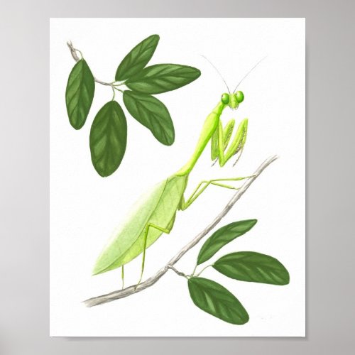 Praying Mantis Fine Art Print