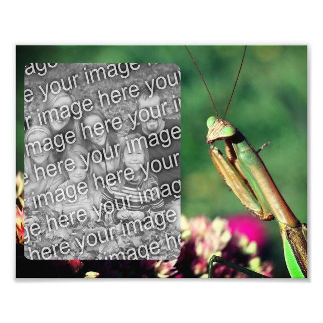 Praying Mantis Frame Create Your Own 8x10 Photo Print (Front)