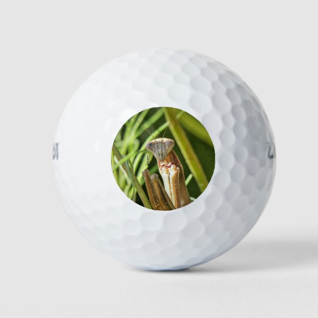 Praying Mantis Golf Balls (Front)