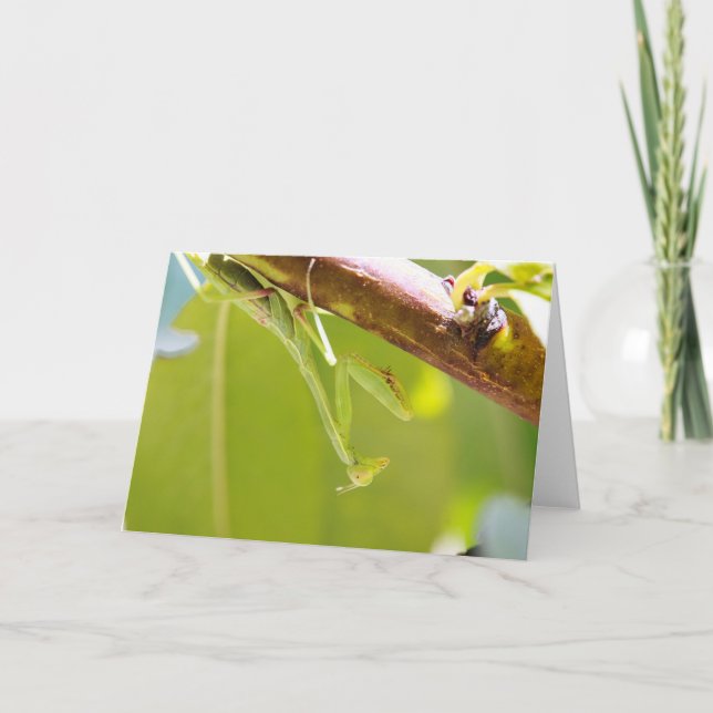 Praying Mantis Greeting Card (Front)