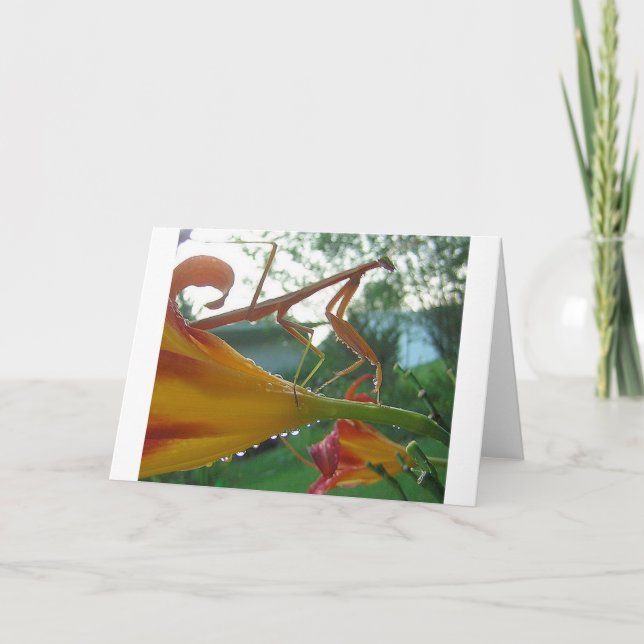 Praying Mantis Greeting Card (Front)