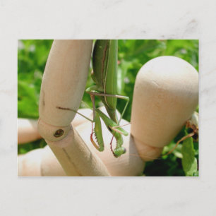 Praying Mantis Hanging Down Postcard