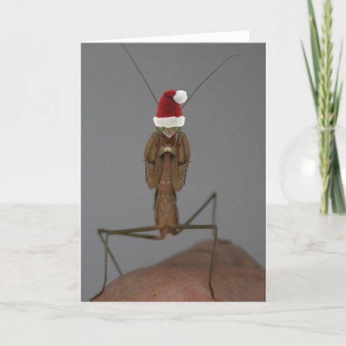 Praying Mantis Holiday Card