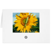 Praying Mantis in a Sunflower Cards (Back Horizontal)