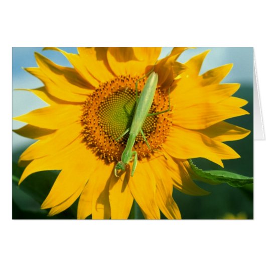 Praying Mantis in a Sunflower Cards (Front Horizontal)