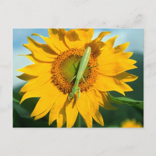 Praying Mantis in a Sunflower Postcard