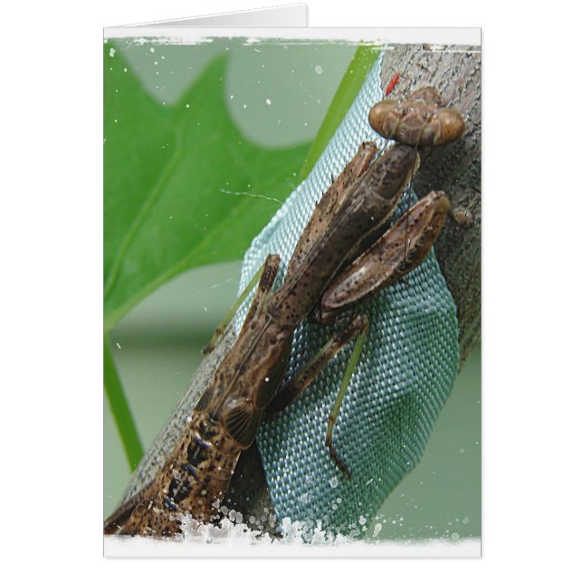 Praying Mantis Insect Cards (Front)